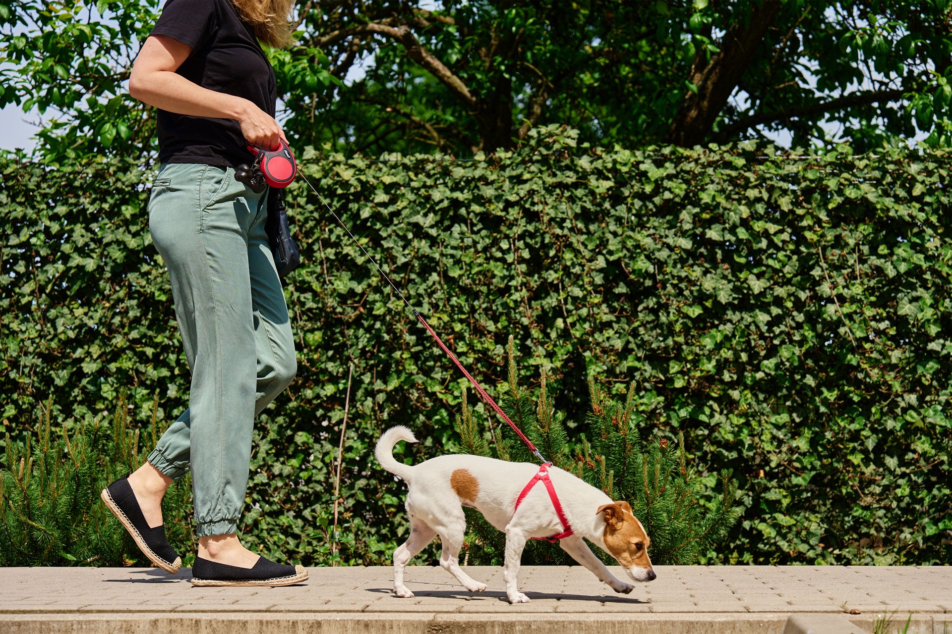 Dog Walker and Pet Walking At Sunny Day